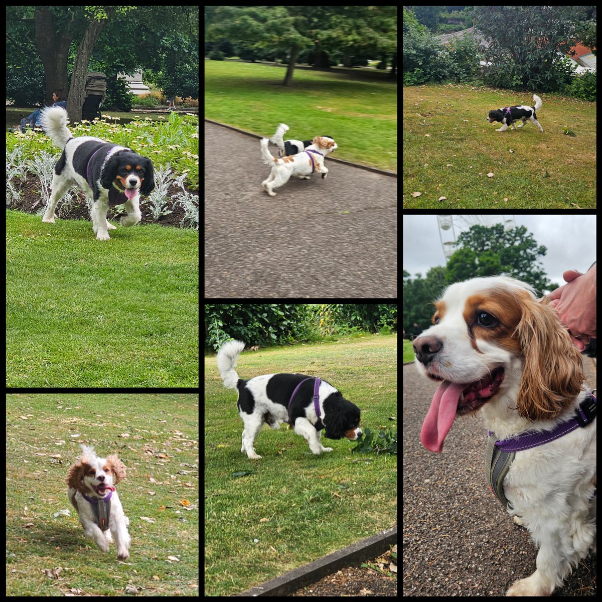 runawaygirl248's tweet image. Great day in Chester with the boys yesterday πΎπ
#cavpack #dogs