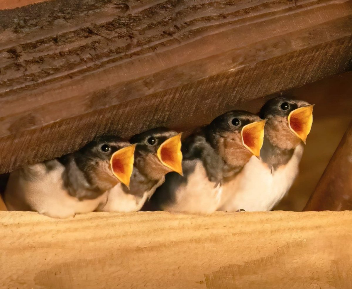 Swallow fledging last 5 years
2021 20 chicks
2022 54 chicks
2023 65 chicks
2024 70 chicks
2025 10 nests, 45 so far, looking forward to second broods!
<a href="/NFFNUK/">Nature Friendly Farming Network</a>
<a href="/FWAGSouthWest/">FWAG SouthWest</a> 
pic kind permission of local farmer David White 
Pop up shop this coming weekend if you want to support 👍