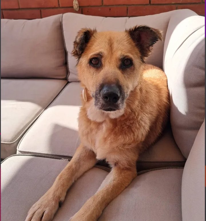 🆘🆘¡¡ATENCIÓN!!🆘🆘
BLITZI se ha perdido hoy domingo 6/7 por los alrededores de Can Ruti #Badalona
#Barcelona 
Es mayor, tiene mala visión y es muy miedosa.
Si tenéis alguna pista, llamar
📞 660 44 47 74
📞 609 80 36 19
Máxima difusión 📣📣📣
#XarxaBarcelonaPerduts
#FemXarxa