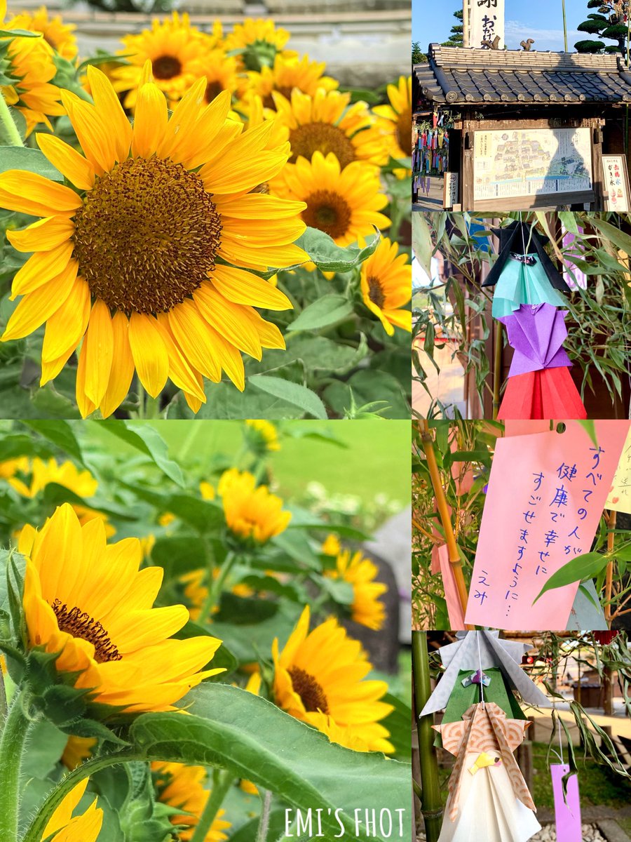 おはよ(*ˊᗜˋ*)/♡ございます
今日は七夕🎋ですね
全ての皆様の願いが
叶いますように…✨️

皆様いつもいいね・
リポスト・嬉しい挨拶
ありがとうございます♡

土曜日見た向日葵🌻と
昨年のおかげ横丁の七夕飾り🎋
今夜は2人が
ゆっくりデート
できますように…✨️

 #TLを花でいっぱいにしよう
