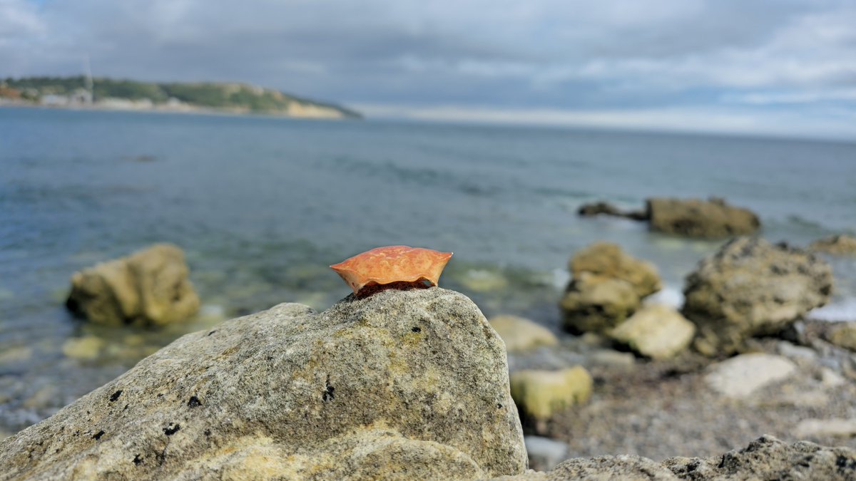 Brent Lee (@brentleesdcic) on Twitter photo Lovely day at the Seaside 🦀 Lovely day at the Seaside 🦀