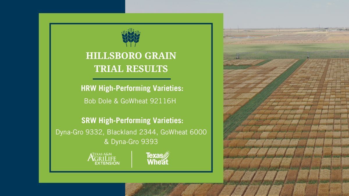 The combined trial at Hillsboro tested HRW and SRW wheat varieties. The trial results show top performers over a 4-year average for the site. 

Explore the full trial results: buff.ly/PxNFESz