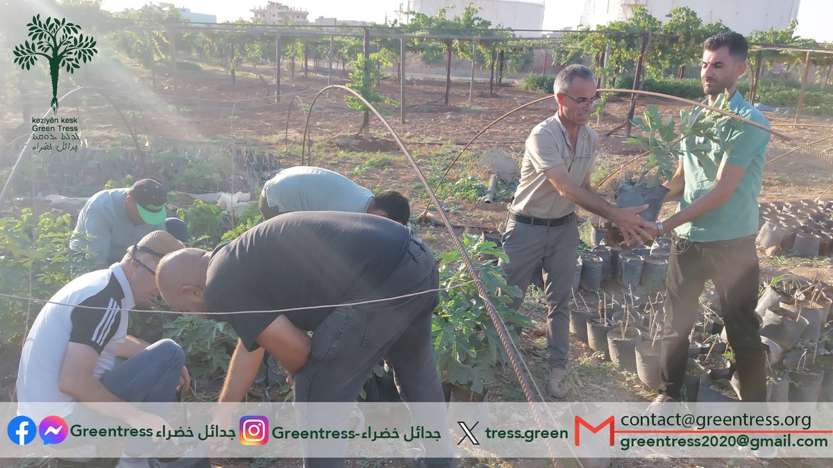 tress_green's tweet photo. A wonderful volunteer work day with an atmosphere of solidarity and teamwork. The activity included sorting pistachio and fig seedlings in addition to weeding work. https://t.co/6bAXx3xw0z