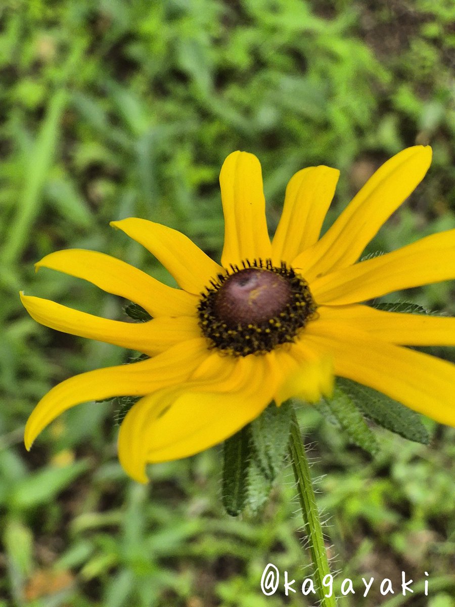 おはようございます(*˙︶˙*)☆*°
☀️🌈. *:ﾟ☀️🌱 𝑴𝒐𝒏𝒅𝒂𝒚☀️🌈. *:ﾟ☀️🌱

❁⃘*.ﾟ《ルドベキア》❁⃘*.ﾟ
花言葉は〖あなたを見つめる〗〖正義〗
〖公平〗

『小暑』『七夕』『冷やし中華の日』
猛暑日になるところが多そうです
ご安全にお過ごしください🍀✨
今週もヨロシクお願いします🙏😊