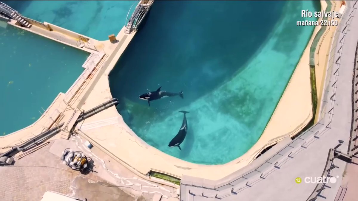 Tras el cierre del parque, doce delfines y dos orcas, Wikie y su hijo Keijo, permanecen en las instalaciones clausuradas #CuartoMilenio