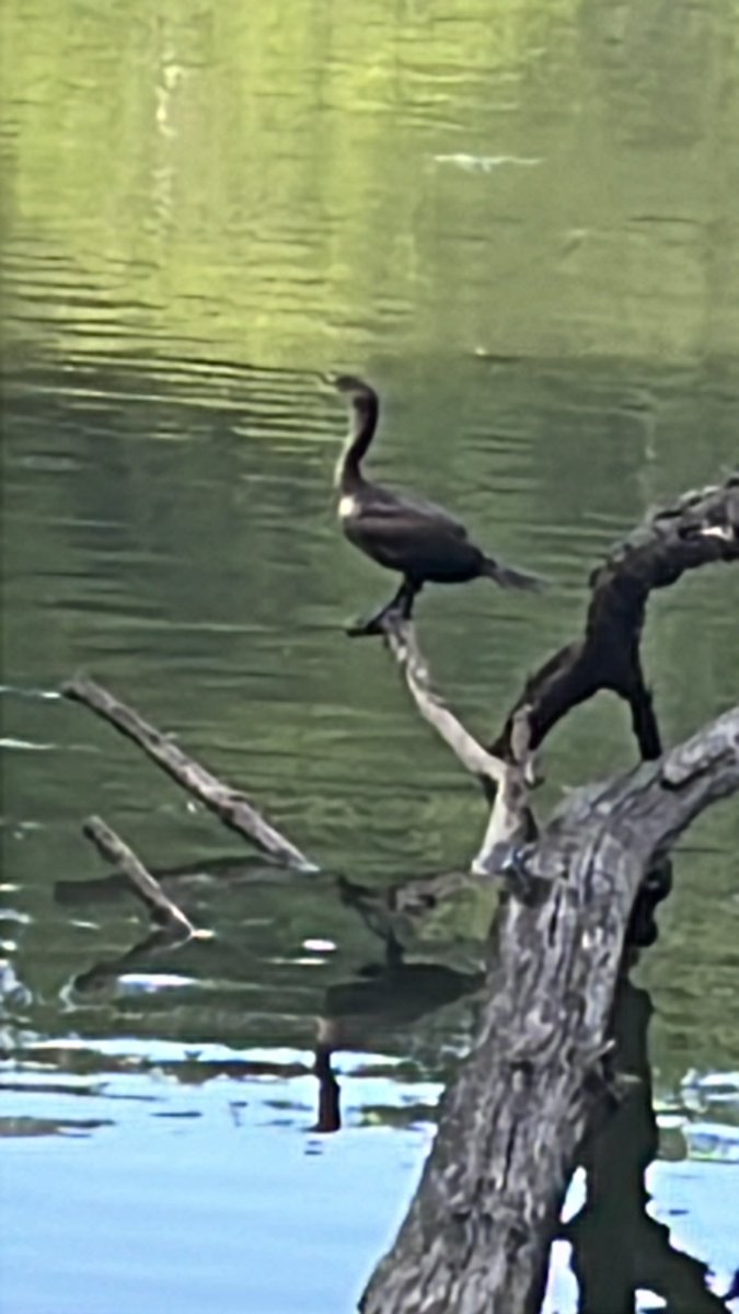 Tyler Cymet DO FACP (@tcymet) on Twitter photo 