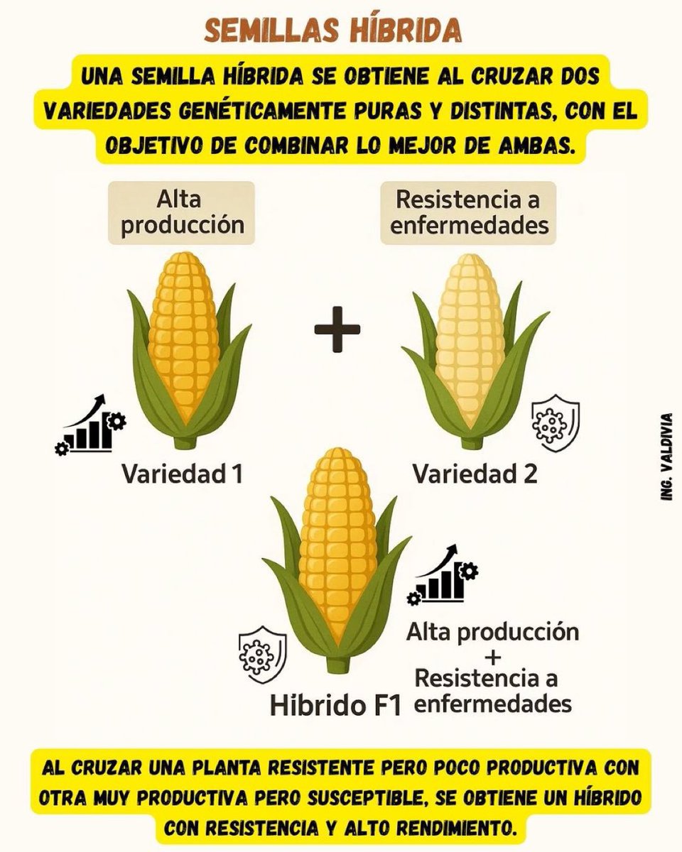 alvarosenan's tweet photo. 🤔 ¿Qué son las semillas híbridas y por qué son tan importantes?

Una semilla híbrida 🌽 se obtiene al cruzar dos variedades puras con características distintas. Por ejemplo: una planta muy productiva 📈 pero susceptible a enfermedades, y otra resistente 🛡️ pero poco productiva.

El resultado es un híbrido F1, que combina lo mejor de ambas: alta producción + resistencia 💪.

Estas semillas han revolucionado la agricultura porque dan plantas más fuertes, que aprovechan mejor el agua 💧, los nutrientes y toleran mejor el estrés climático ☀️🌧️.

Eso sí, no se recomienda sembrarlas de nuevo, porque la siguiente generación pierde esas ventajas. Por eso, se renuevan cada ciclo.

Por @InteresAgro