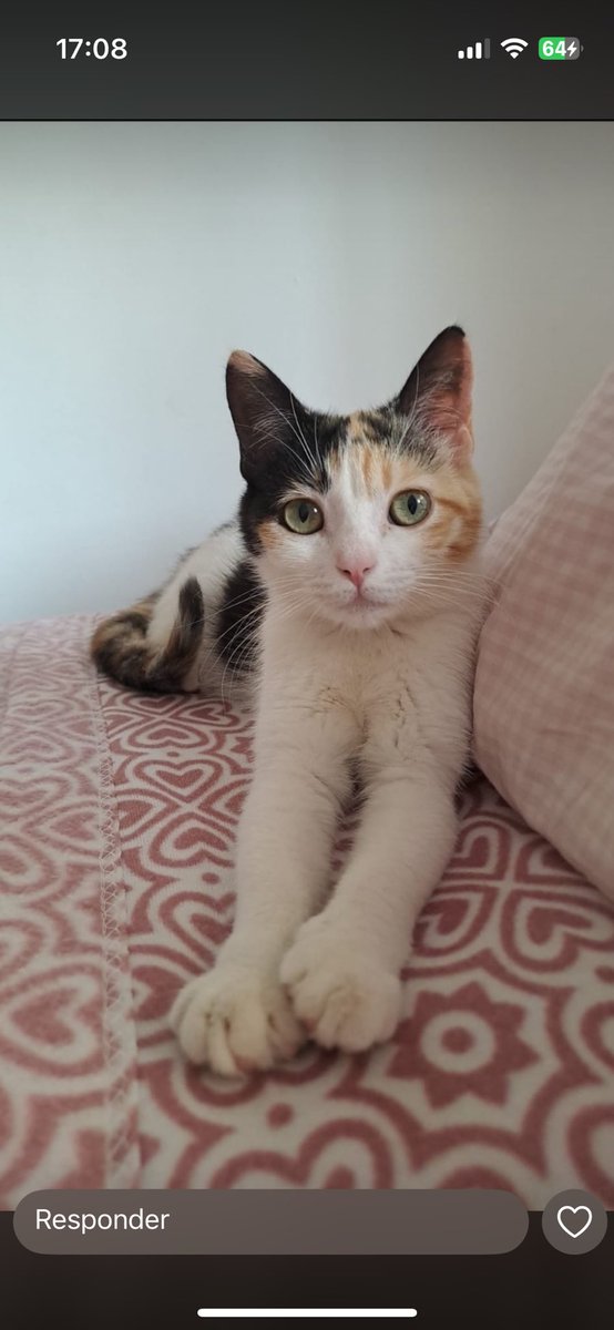 Fernando tweet media