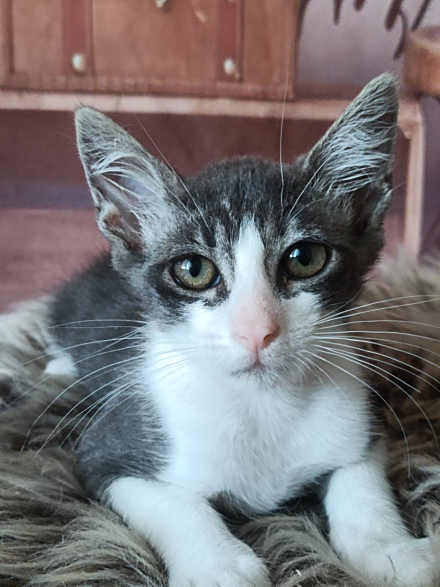 Fernando tweet media