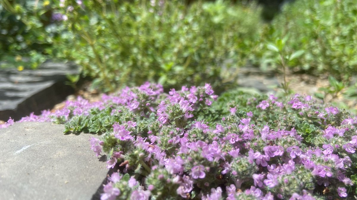CSPopoff's tweet image. My Elfin Thyme is blooming a little