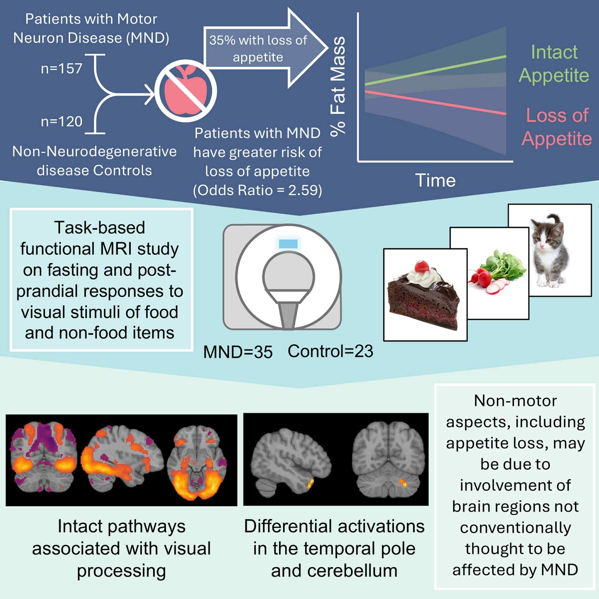 New research from the Centre highlights crucial non-motor symptoms in #MND. This study reveals altered brain activations correlated with loss of appetite, highlighting the non-motor symptoms of the disease and the need for other treatment avenues. academic.oup.com/braincomms/art…