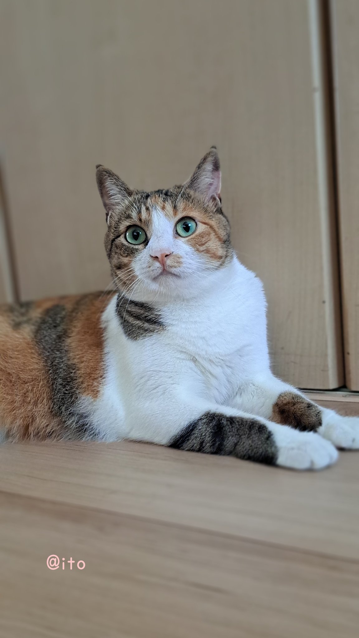 猫 Amazon | [AC] JXK JXK158B3 ペット 動物 可愛い モデル 置物 豚