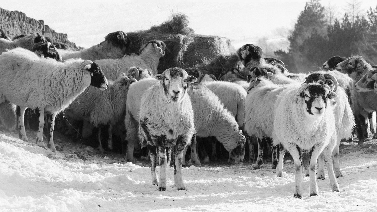 Catch up on our website with all of the winners and runners up of the 2025 Derbyshire Living Countryside Awards:

cprederbyshire.org.uk/get-involved/l…

Photo courtesy of Walter Lovell, the 2025 Derbyshire Captured category runner up.