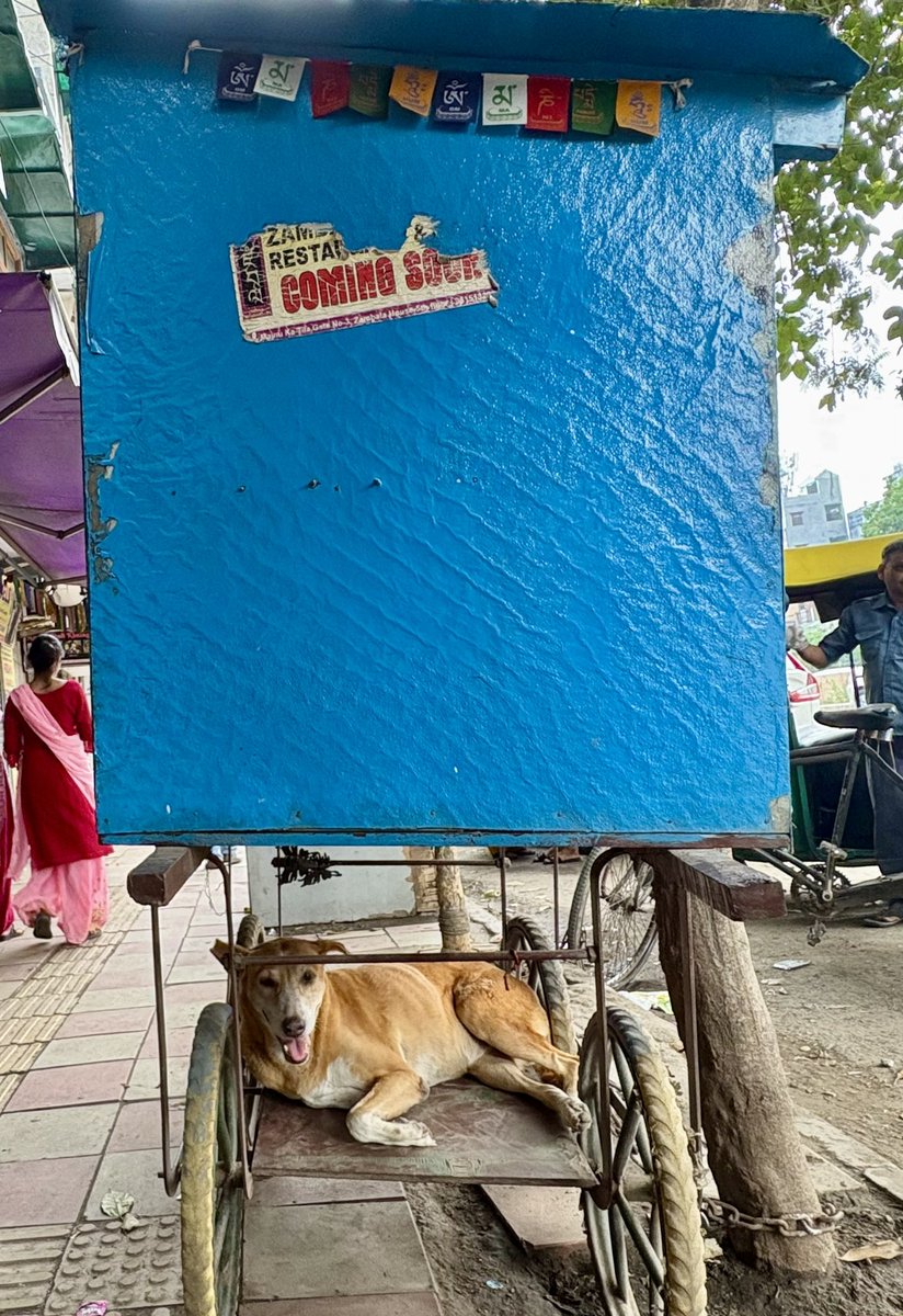 ChawlaSwati's tweet photo. Coming soon.
Majnu ka Tila, Delhi, 6 July 2025
#dogsoffieldwork
#dogsofmajnukatila
#letthesleepingdogslie
#humananimalrelations https://t.co/XnEzWg0fhI