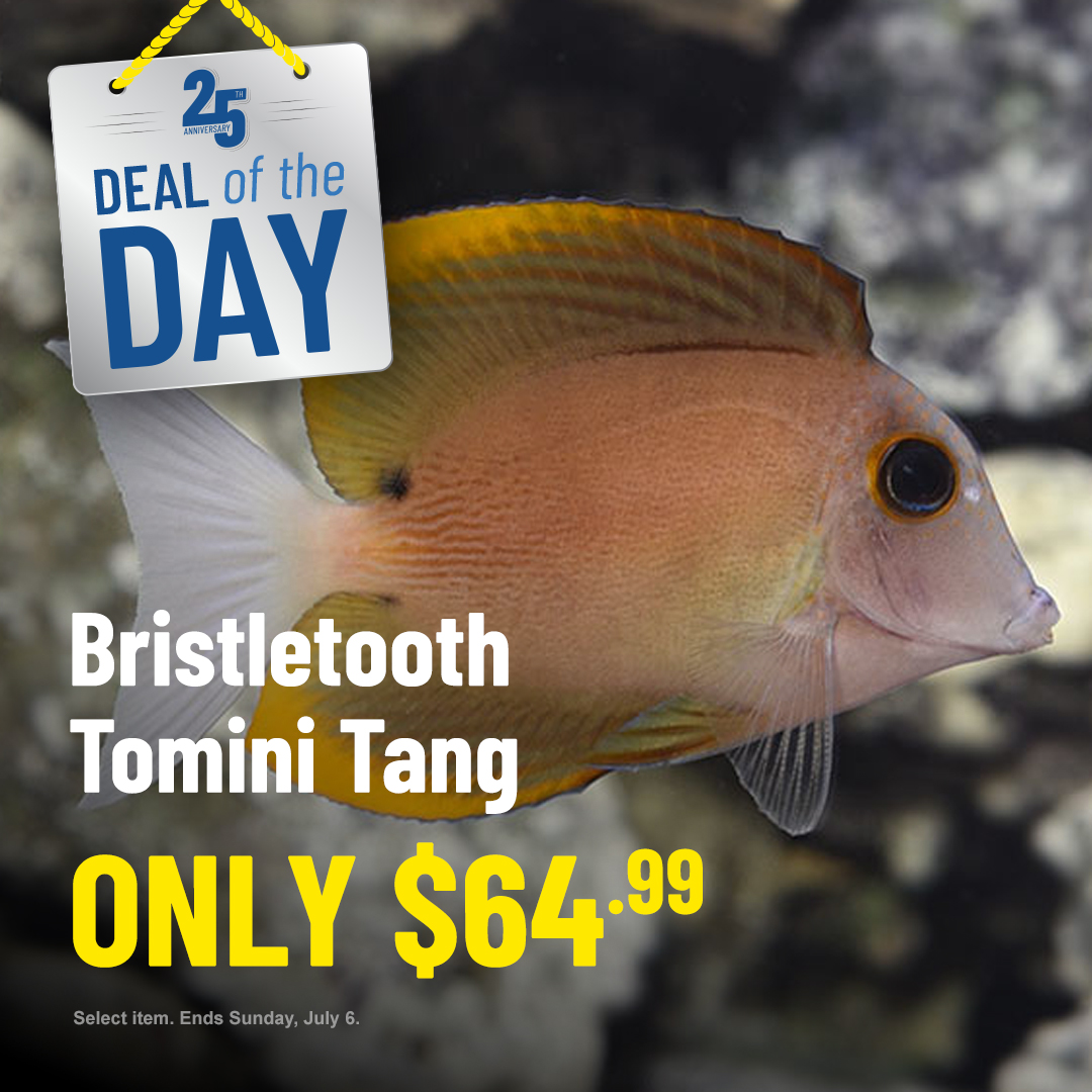 LiveAquaria's tweet photo. TODAY ONLY: 35% off the Bristletooth Tomini Tang. Get ready for the compliments! This stunning addition is perfect for experienced aquarists who enjoy impressing their family and friends. Be one of them!
https://t.co/pTR0GAWntk
#liveaquaria #dealoftheday #fishsale #saltwater https://t.co/oCwLJPhZIr