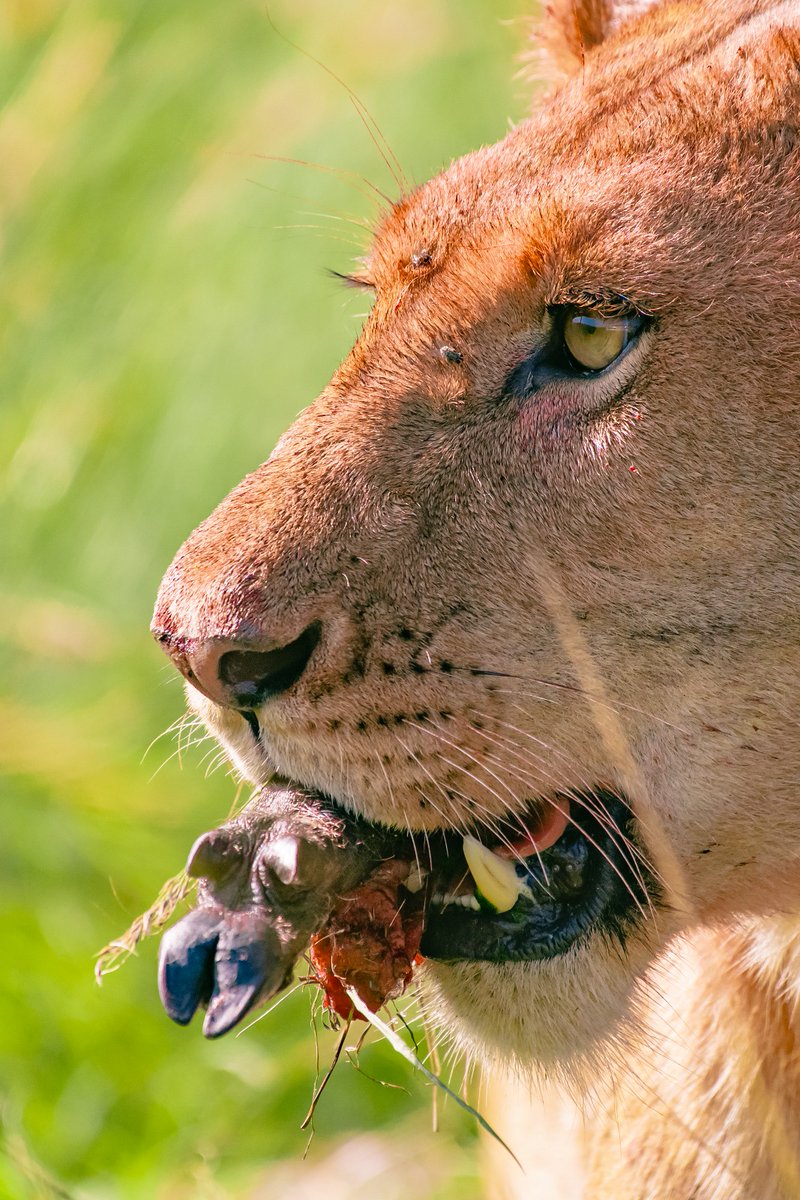 bownaankamal's tweet photo. Small crunchy meal – Sopa Lioness | Masai Mara | Kenya
Photo by @bownaankamal
.
.
🦁 Masai Mara | Kenya
.
.
#lionsofmara #lionsofeastafrica #lionpride #lionsofafrica #lionsofmasaimara #masaimarareserve #bigfive #bigcats #bigcatsofmasaimara #bownaankamal #nikon #nikonasia #nikonindiaofficial #ilovenikon #nikonian #nikkor #shotwithnikon #sopapride #africa_nature #itsokkenya #lioness #naturephotography #nature_perfection #nature_infocus #lonelyplanet #natgeoyourshot #natgeodailyshot #natgeoafrica
