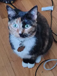 f_lvcas's tweet photo. do you like DND, cool characters, awesome lore, or DND? 
Then do I have the campaign for you! Now in progress, my campaign! Our first scuffed as hell oneshot/story will be hosted late july or early August! and we want YOU!!!! YES YOU!!! to JOIN RIGHT NOW!
(cat for promo) https://t.co/LTiGYGBUax