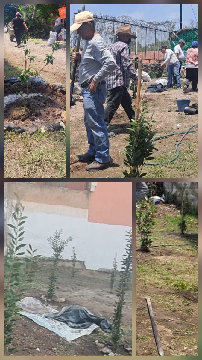 MarySol19933280's tweet photo. El 5 de julio se volvio a lograr  la reforestación en corresponsabilidad entre vecinos y empresas como @BonafontMexico e Impregráfica Digital en una jornada maratónica de 14hrs con más de 100 manos 
en calle España @Alc_Iztapalapa @Claudiashein @ClaraBrugadaM @ALEIDAALAVEZ https://t.co/EjqD2HtoNV