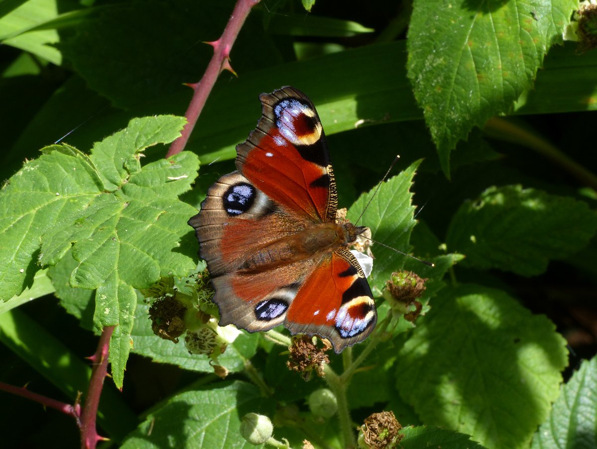 Brian Arnold (@barnold668) on Twitter photo Peacock in our garden at Harman's Cross. Very bright colour and in perfect condition. <a href="/savebutterflies/">Butterfly Conservation 🦋</a> <a href="/DorsetWildlife/">Dorset Wildlife Trust</a> <a href="/GreenDorset/">Green Dorset</a> <a href="/SightingDOR/">Dorset Wildlife Spot</a> <a href="/BC_Dorset/">BC Dorset 🦋</a> Peacock in our garden at Harman's Cross. Very bright colour and in perfect condition. <a href="/savebutterflies/">Butterfly Conservation 🦋</a> <a href="/DorsetWildlife/">Dorset Wildlife Trust</a> <a href="/GreenDorset/">Green Dorset</a> <a href="/SightingDOR/">Dorset Wildlife Spot</a> <a href="/BC_Dorset/">BC Dorset 🦋</a>
