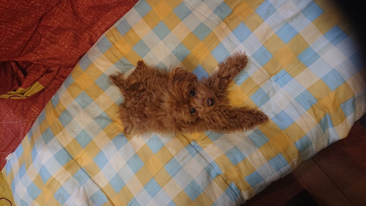 うちのトイプーちゃん(３歳)に
人型に変身出来ないの？と聞いたら
無視されたので
AIで擬人化してもらいました。

本当に擬人化して
人の言葉喋って欲しい…