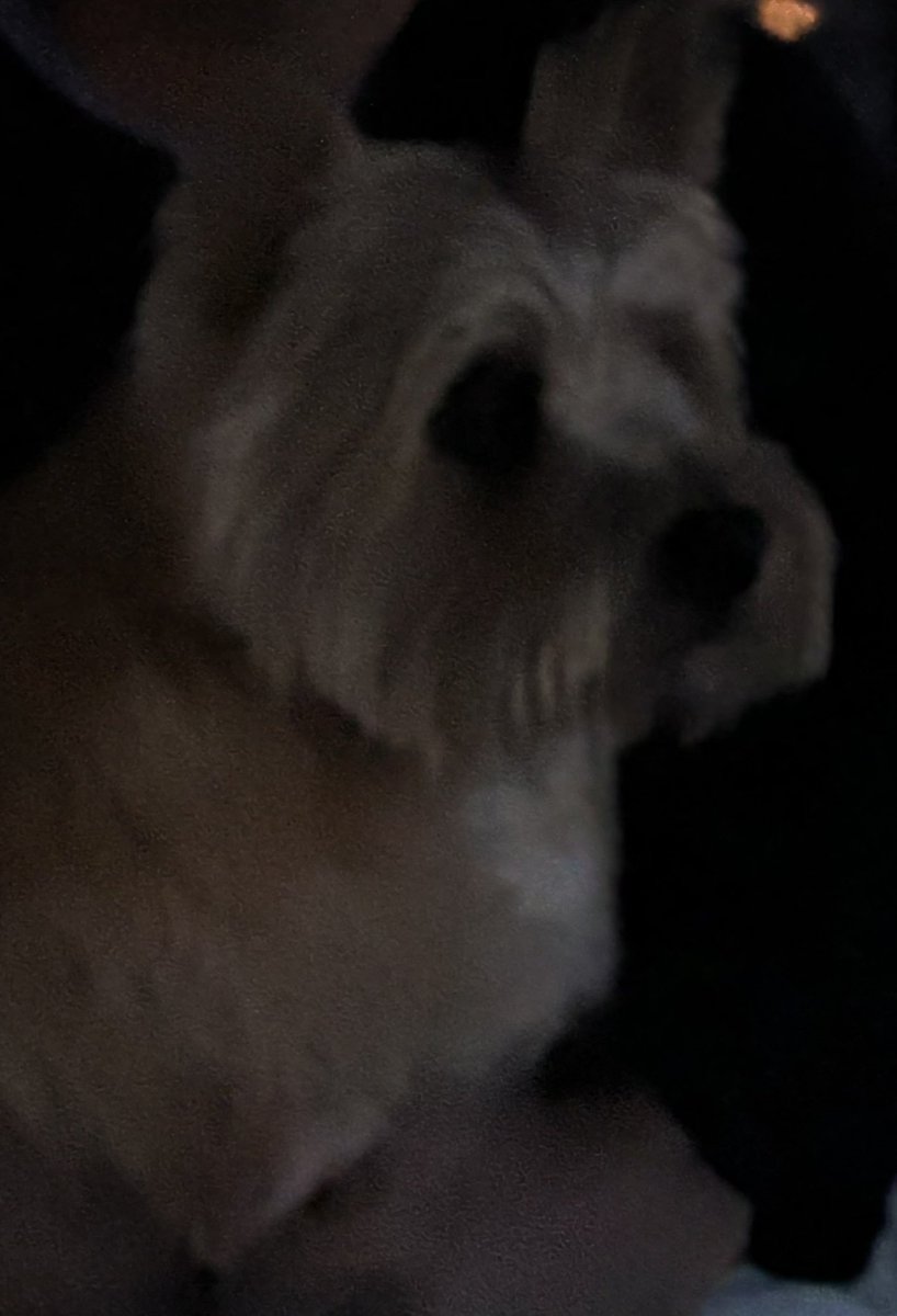 touhouanonymous's tweet image. &quot;Mr. Bootywiggles says hi to all the anonis!&quot; - @JoeMama131721