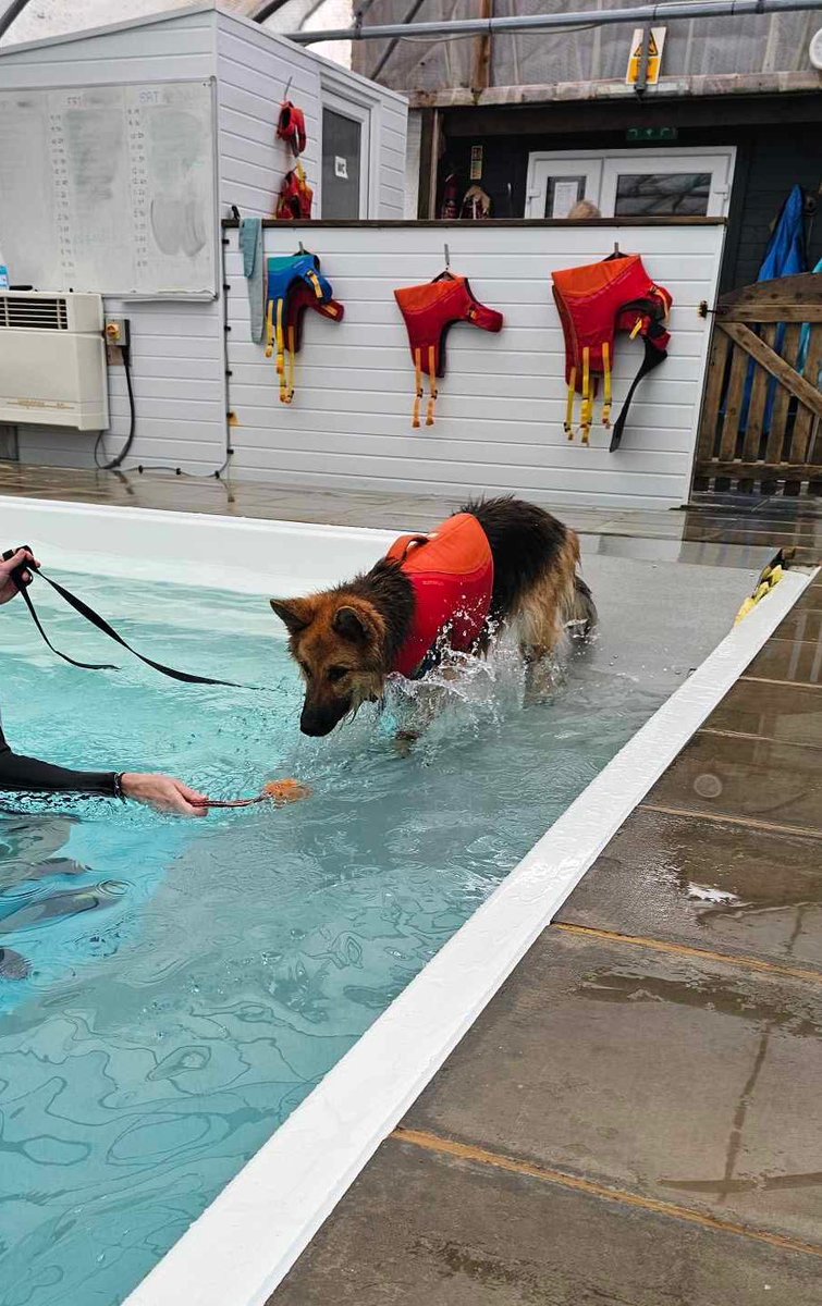 RpdDixie's tweet image. Mum took Axel our abandoned shepherd to the pool where I swim today โฆ he really was up for it and so nice for him to focus on something other than worry about absolutely everything in life . Think I will be sharing swim Sunday from now on ๐๐พ