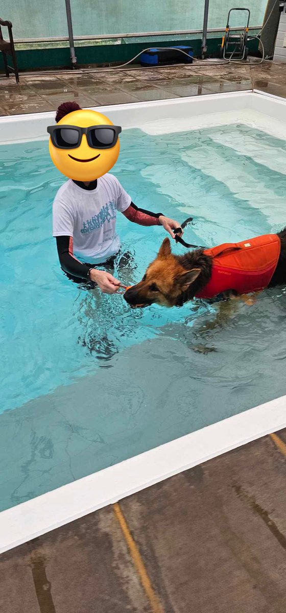RpdDixie's tweet image. Mum took Axel our abandoned shepherd to the pool where I swim today โฆ he really was up for it and so nice for him to focus on something other than worry about absolutely everything in life . Think I will be sharing swim Sunday from now on ๐๐พ