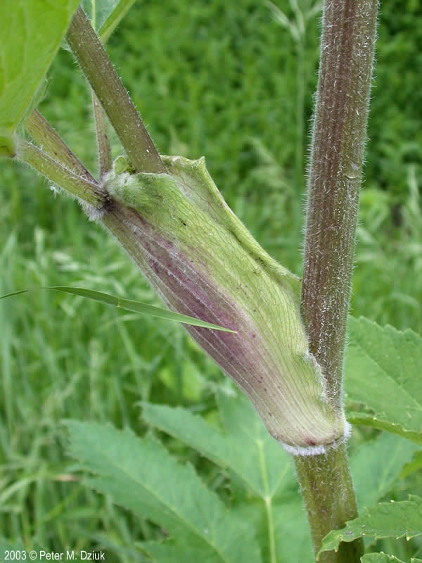 pittsburghparks's tweet image. 🌿 Do you recognize this species? Our staff members recently identified this plant growing along some of the trails in Frick Park as cow parsnip (Heracleum maximum). Although it's not currently common in any of Pittsburgh’s other parks, this native herbaceous plant has a sap that…