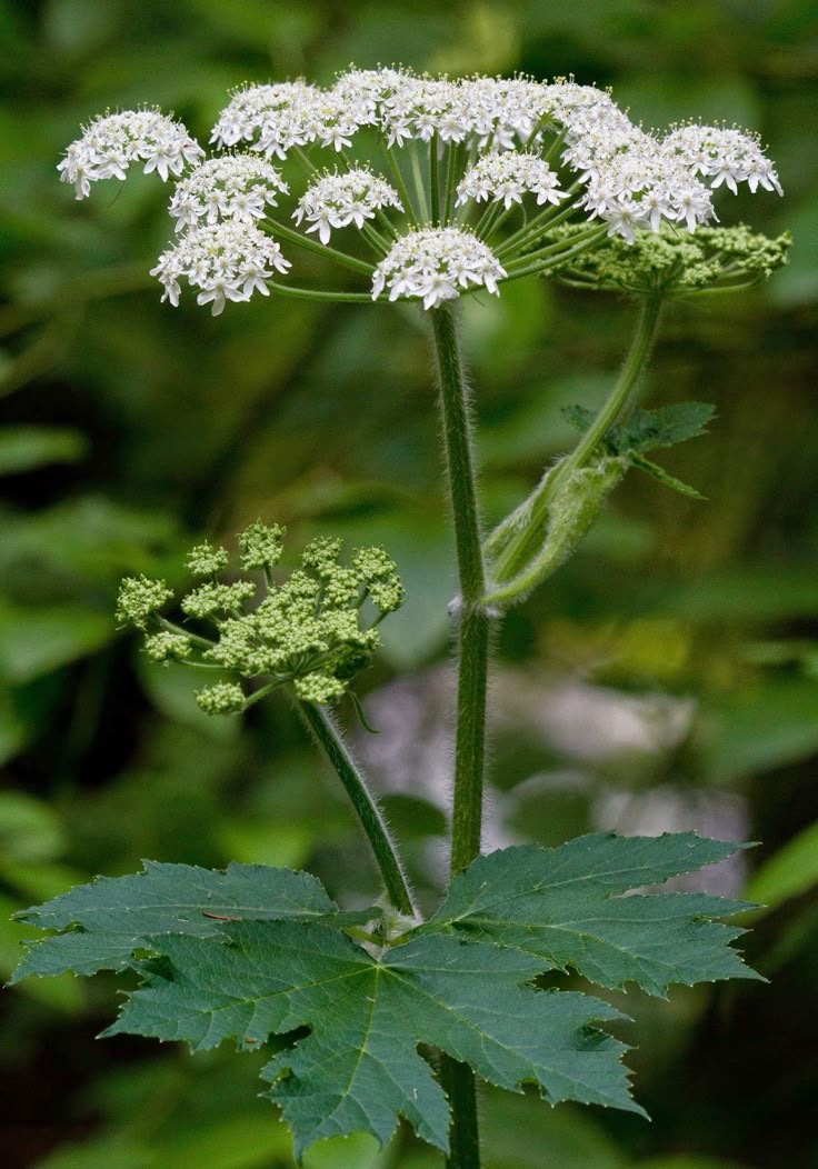 pittsburghparks's tweet image. 🌿 Do you recognize this species? Our staff members recently identified this plant growing along some of the trails in Frick Park as cow parsnip (Heracleum maximum). Although it's not currently common in any of Pittsburgh’s other parks, this native herbaceous plant has a sap that…