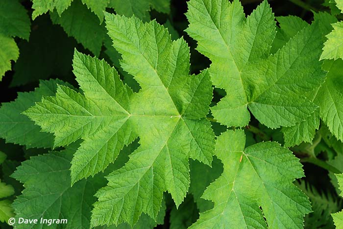 pittsburghparks's tweet image. 🌿 Do you recognize this species? Our staff members recently identified this plant growing along some of the trails in Frick Park as cow parsnip (Heracleum maximum). Although it's not currently common in any of Pittsburgh’s other parks, this native herbaceous plant has a sap that…