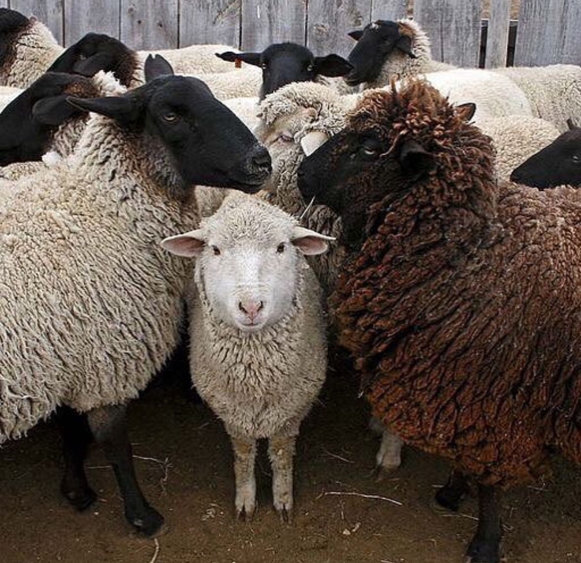 Black-face Suffolks a result of X-ing Southdown rams with Norfolk Horned ewes. Providing a durable fibre that is ideal for outerwear or innovative product developments

Do you have a commercial innovation using wool?
See link innovationinwool.com  for details

📸 IG luxefibers