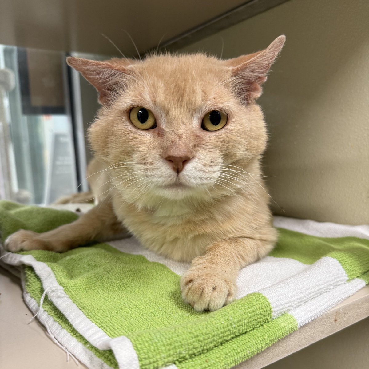HomewardPetsNJ's tweet image. Handsome Rufus is a 12 year old man who is looking for a comfy home where he can relax and be cherished. If you love senior orange cats, please consider adopting Rufus.
📍 Blackwood, NJ