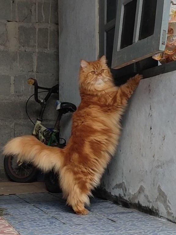 koohiiandmochi's tweet photo. JAHE HILANG SINCE  27 JUNI 2025 🥲. dom jogja tolong bantu rt sapa tau masih ada harapan jahe diketemukan https://t.co/ifFW3fDcFb
