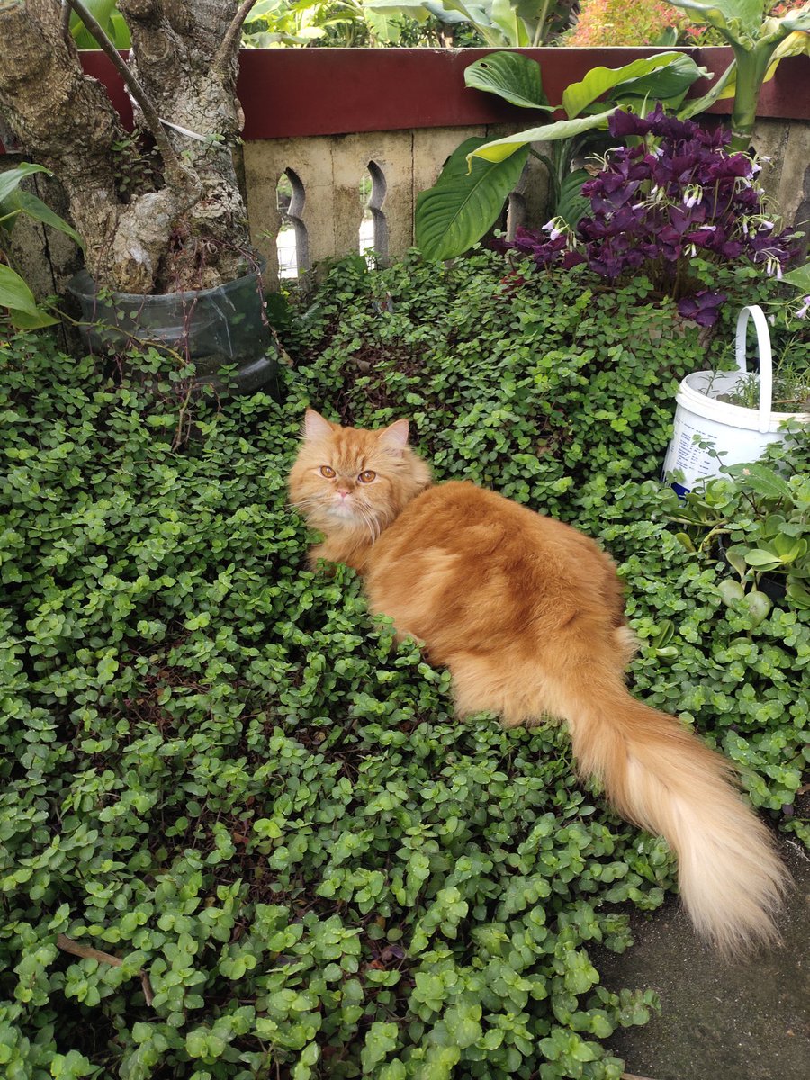 JAHE HILANG SINCE  27 JUNI 2025 🥲. dom jogja tolong bantu rt sapa tau masih ada harapan jahe diketemukan