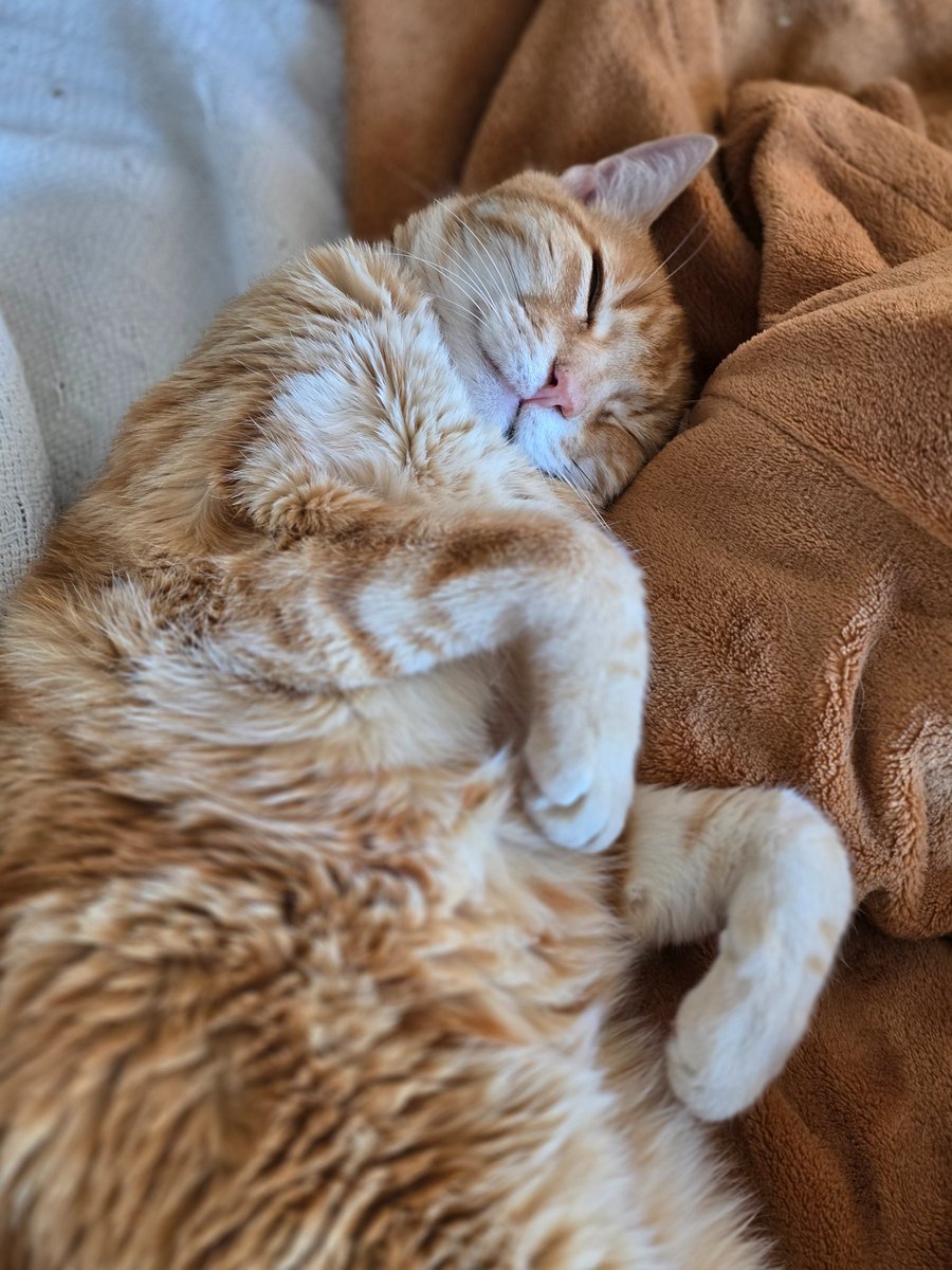 ninjagato465's tweet image. 😻😻😻Hanging out with @norph_star !  TEXAS FLOODS!!?!  ELON PARTY SOON!??!?!!  CLICK MEOW!!!  😻😻😻

Live Right MEOW! Mutiverse Streaming At:
Kick: kick.com/ninjagato465
Twitch: twitch.tv/ninjagato465
Twitter:  

#twitch
#KickStreaming 
#xstreaming