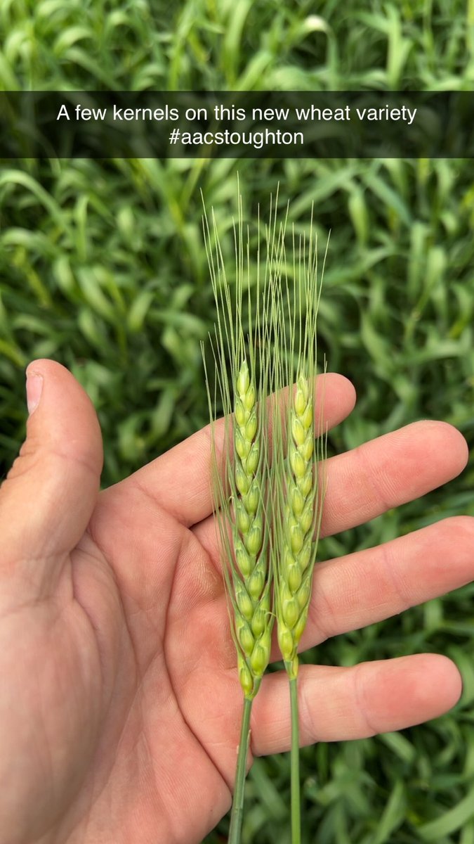 Looks like the AAC Stoughton has lots of potential! Let’s  hope for a few rains to fill everything.  <a href="/SeCan/">SeCan</a> <a href="/SeCanLauren/">Lauren Wensley🌾</a>