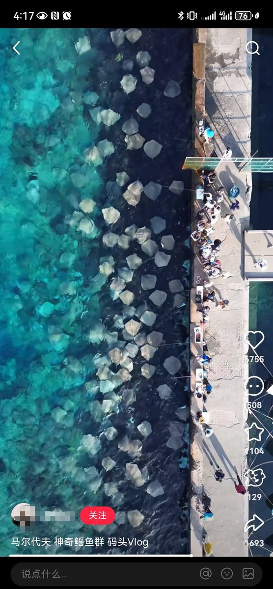 Saw "Stingray Storm," which has become incredibly popular on the Chinese internet, with my own eyes. A perfect example of the harmonious coexistence between human and nature. 
Enjoy the pics and have a colorful dream, friends!