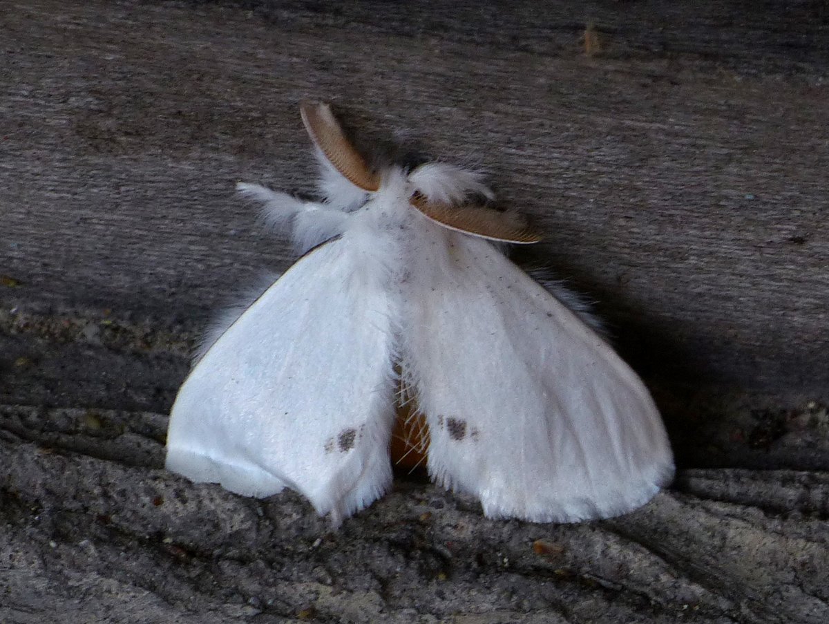 Brian Arnold (@barnold668) on Twitter photo Some of the moths in our moth trap yesterday at Harman's Cross. Swallow-tailed, Rosy Footman, Buff Ermine, Yellow-tail. <a href="/savebutterflies/">Butterfly Conservation 🦋</a> <a href="/GreenDorset/">Green Dorset</a> <a href="/SightingDOR/">Dorset Wildlife Spot</a> <a href="/BC_Dorset/">BC Dorset 🦋</a> <a href="/DorsetWildlife/">Dorset Wildlife Trust</a> Some of the moths in our moth trap yesterday at Harman's Cross. Swallow-tailed, Rosy Footman, Buff Ermine, Yellow-tail. <a href="/savebutterflies/">Butterfly Conservation 🦋</a> <a href="/GreenDorset/">Green Dorset</a> <a href="/SightingDOR/">Dorset Wildlife Spot</a> <a href="/BC_Dorset/">BC Dorset 🦋</a> <a href="/DorsetWildlife/">Dorset Wildlife Trust</a>