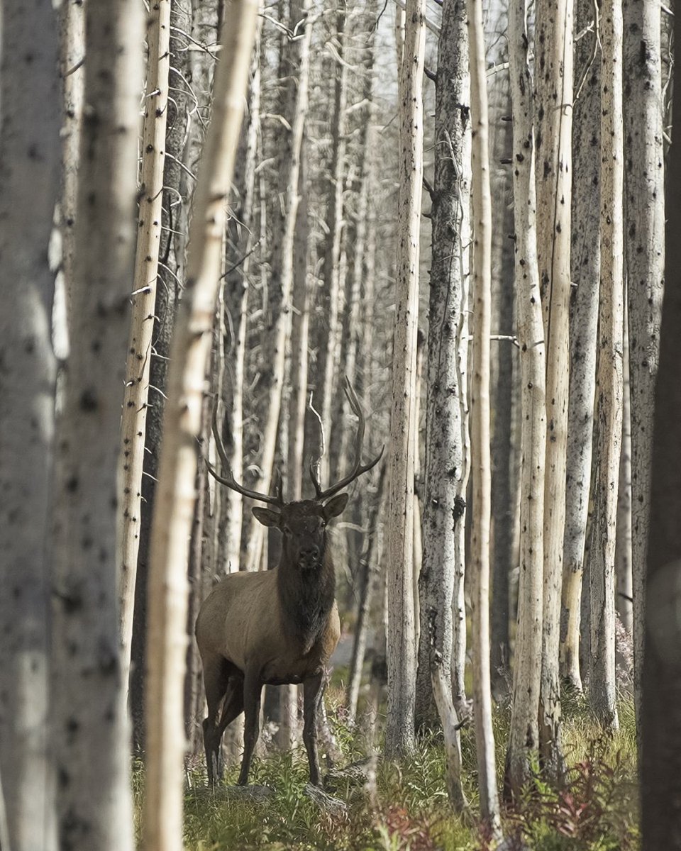 GOHUNT's tweet image. If you are anything like us, gear and hunt planning is top of mind. Check out our latest video to see what @trailk11 is bringing along this season for his September pursuit.

#gohunt
