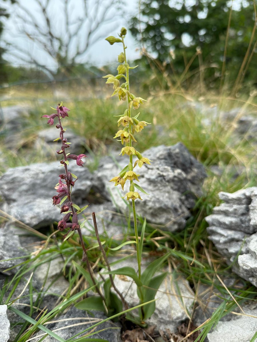 Mariposa Nature Tours (@mariposa_nature) on Twitter photo Postcard from the field, from our superb orchid tour leader <a href="/thenewgalaxy/">Dr Richard Bate</a>, leading two day trips this weekend to Helsington & Hutton Roof:
We've been treated to a terrific variety of helleborines, their hybrids, and colour forms this weekend; and other great wildflowers besides! Postcard from the field, from our superb orchid tour leader <a href="/thenewgalaxy/">Dr Richard Bate</a>, leading two day trips this weekend to Helsington & Hutton Roof:
We've been treated to a terrific variety of helleborines, their hybrids, and colour forms this weekend; and other great wildflowers besides!