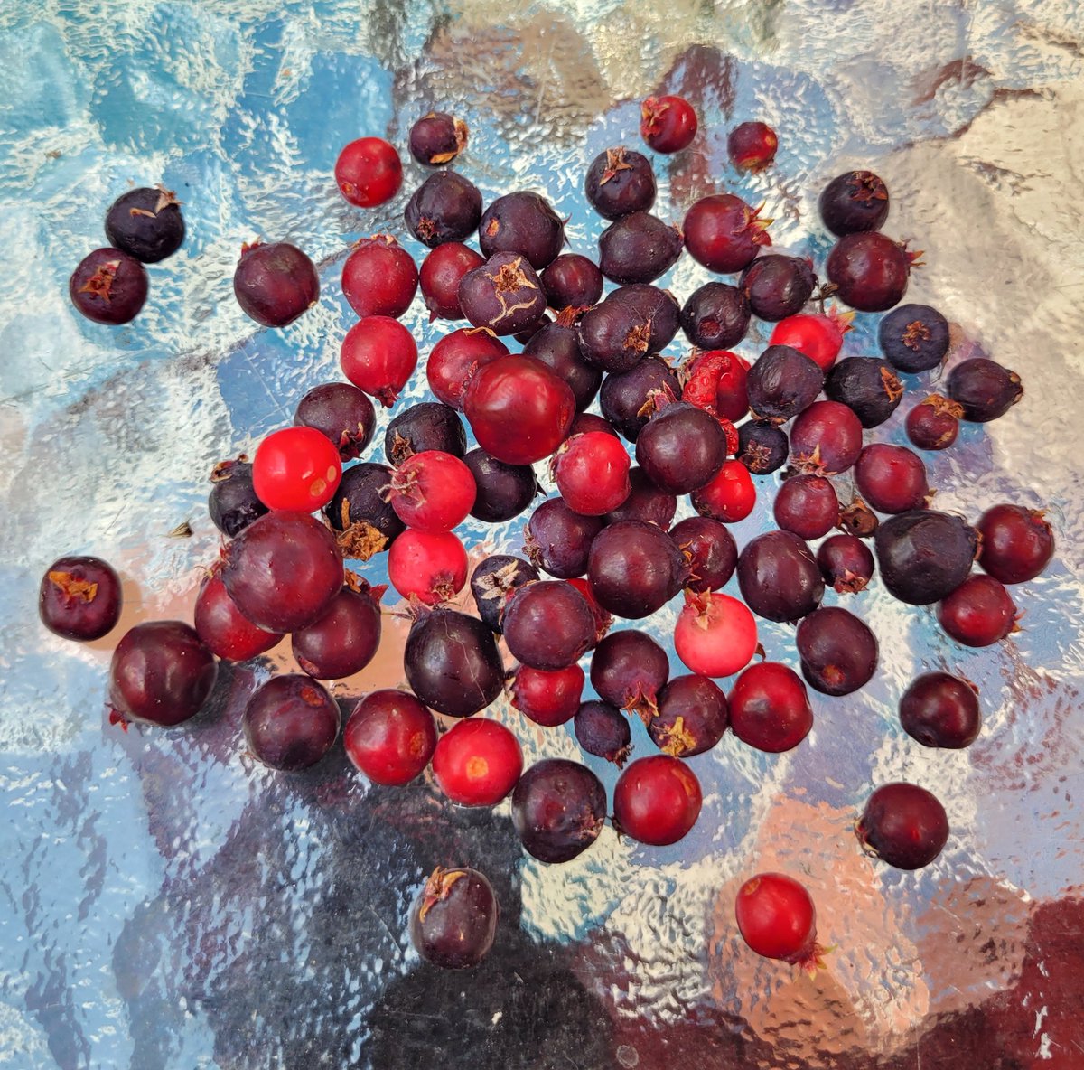 WudntYaLikeTNo's tweet photo. Good morning! ๐
The wild saskatoons are extra yummy this year.
#lakelife ๐
#foragingadventure https://t.co/o5IDnBUt4N