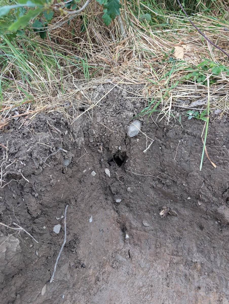 The Poulton Project tweet media