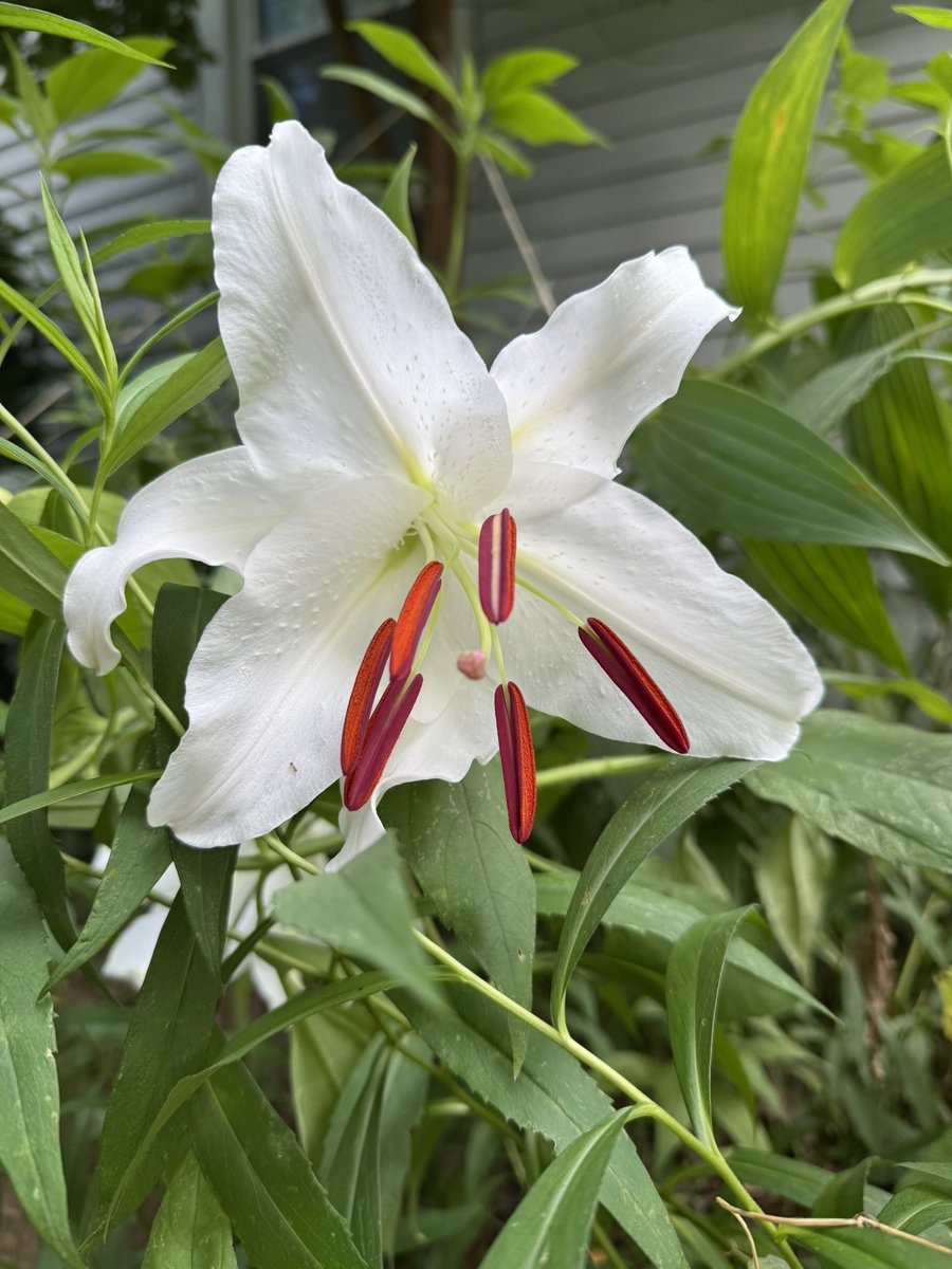 The giant white lilies opened this morning! PlantNET is not sure which kind they are — either Easter Lily or Madonna Lily #ArlingtonVA