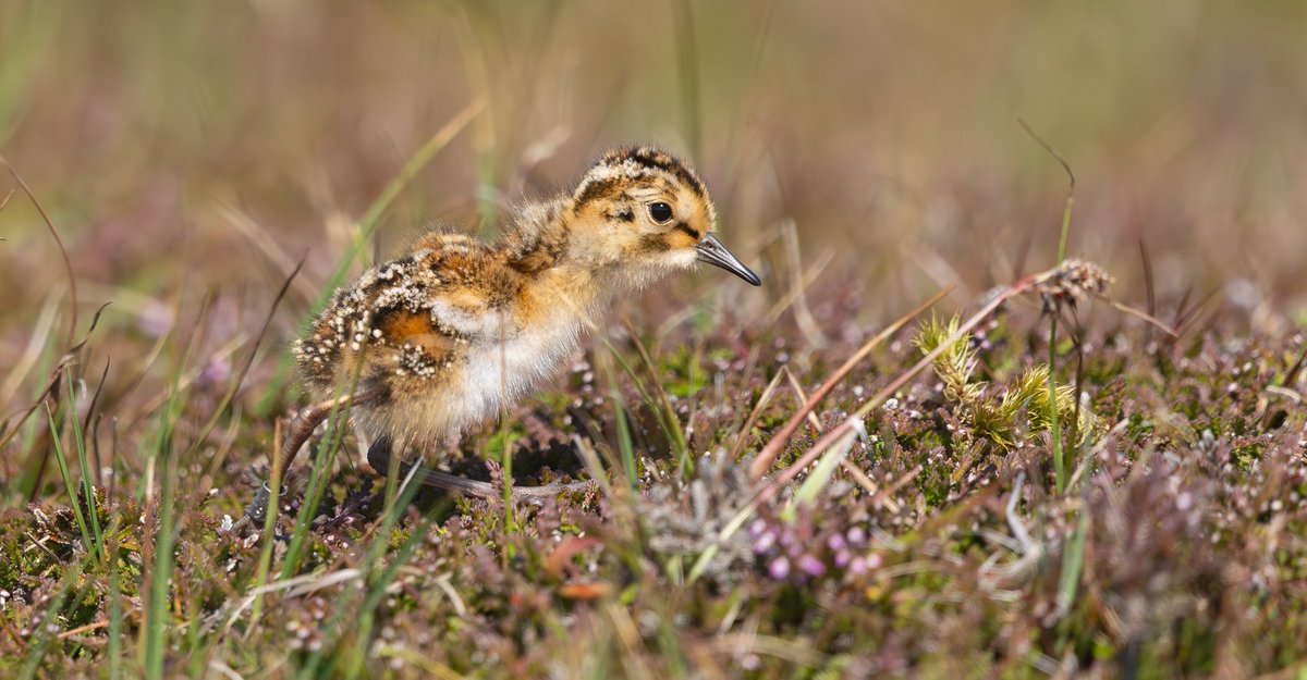 Tom Wright (@tom_wright16) on Twitter photo A trio of gorgeous Dunlin chicks <a href="/FI_Obs/">Fair Isle Bird Observatory</a>. Shortly after ringing and releasing the chicks, one of the adults came over and brooded them just a few metres away! A trio of gorgeous Dunlin chicks <a href="/FI_Obs/">Fair Isle Bird Observatory</a>. Shortly after ringing and releasing the chicks, one of the adults came over and brooded them just a few metres away!