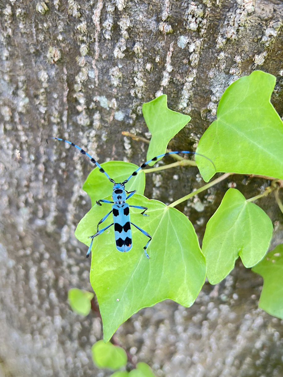今年も出てきました
るりぼしかみきり