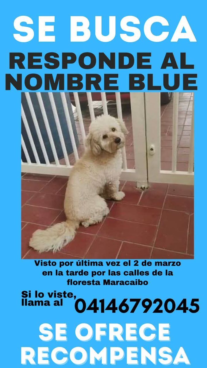 Se busca a Blue en Maracaibo,calle la Floresta