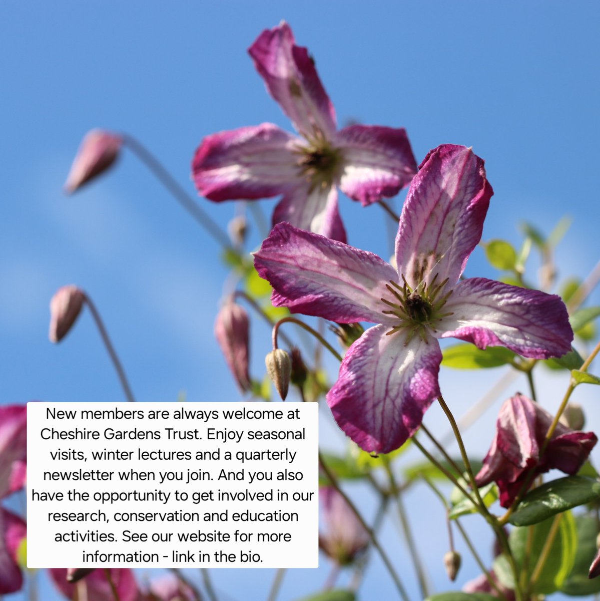 ChesGdnsTrust's tweet image. #cheshiregardenstrust #cheshiregardens #GardeningX