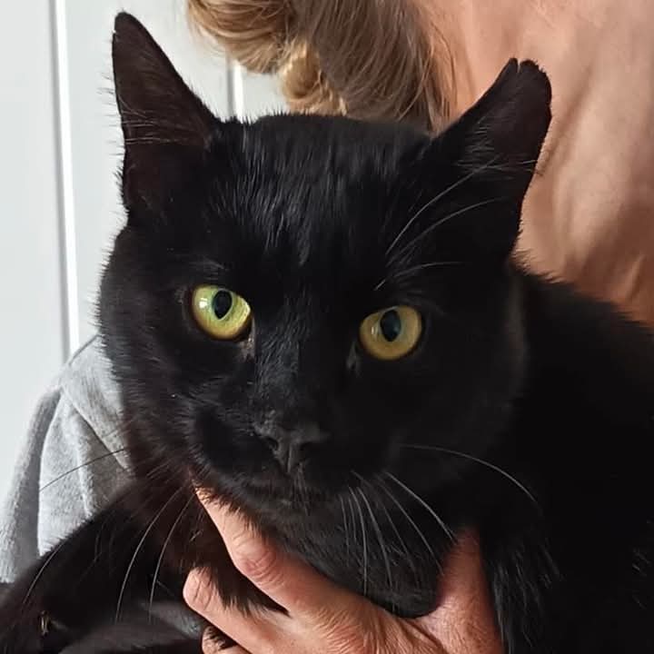 team_greenacres's tweet photo. 🐶FOUND #CAT 🐱

🐱 Male, neutered, black

📍Found: Right at the top of #Carningli Mountain #Pembrokeshire 

🐾 No Microchip 

If this is your cat please: 

📞 01437 781745 (9am-5pm) 

📧 team@greenacresrescue.org.uk 

🆔 Proof of ownership & council release fee required

🐱If unclaimed, the cat will transfer to the ownership of Greenacres on completion of the statutory 7 days under Pembrokeshire County Council 

🐱Less than a 1/3 of animals found ‘straying’ are claimed by their owners, meaning we have to step in to give these animals a future 

🐱All unclaimed animals transfer into our care with no discrimination on age, health condition. Supporting our work means we can always be there for the unwanted & abandoned

#foundcat #missingcat #lostcat #stolencat #WALES