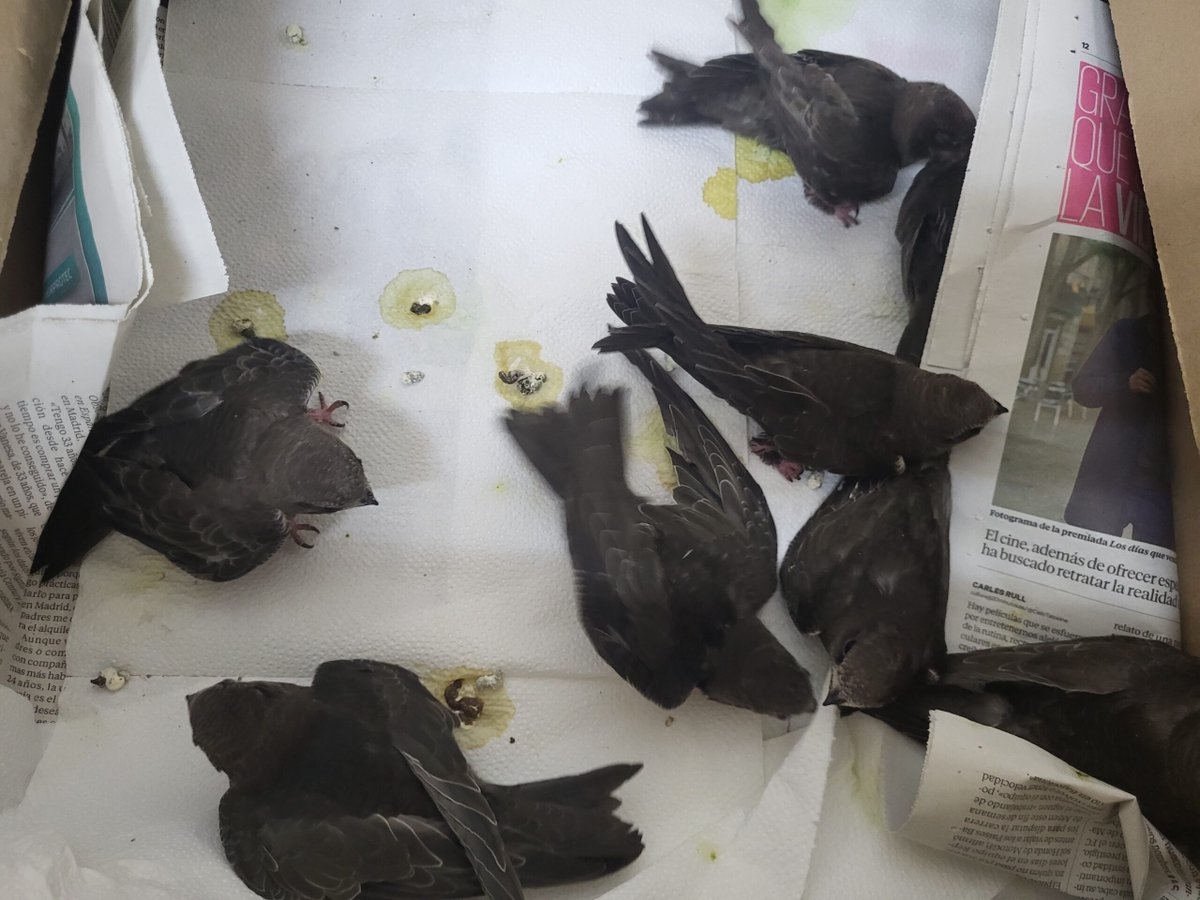Los centros de recuperación de fauna, a veces gestionados por ONG, hacen por estas fechas una enorme labor de acogida de pollos y otras crías. A menudo con pocos medios y gran dedicación de sus profesionales y voluntarios. ¡No lo olvidemos! Foto: Brinzal brinzal.org/desbordados/
