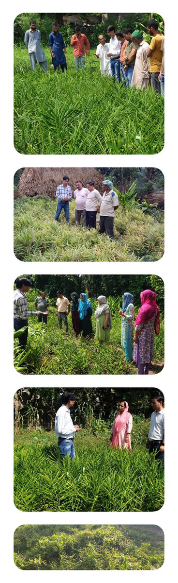 KVK REASI (@kvk_reasi) on Twitter photo Promotion of organic ginger cultivation in monkeys prone areas of Reasi Distt of J&K.
<a href="/icarindia/">Indian Council of Agricultural Research.</a>
<a href="/icarciphet/">ICAR-CIPHET</a>
<a href="/AgriGoI/">Agriculture INDIA</a> Promotion of organic ginger cultivation in monkeys prone areas of Reasi Distt of J&K.
<a href="/icarindia/">Indian Council of Agricultural Research.</a>
<a href="/icarciphet/">ICAR-CIPHET</a>
<a href="/AgriGoI/">Agriculture INDIA</a>